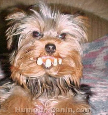 je vous presente mon chien